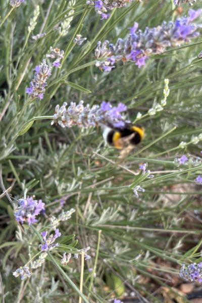 Lavanda