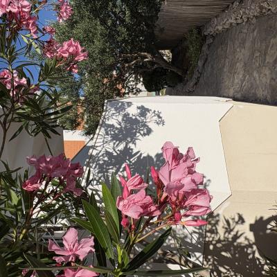 Olijander